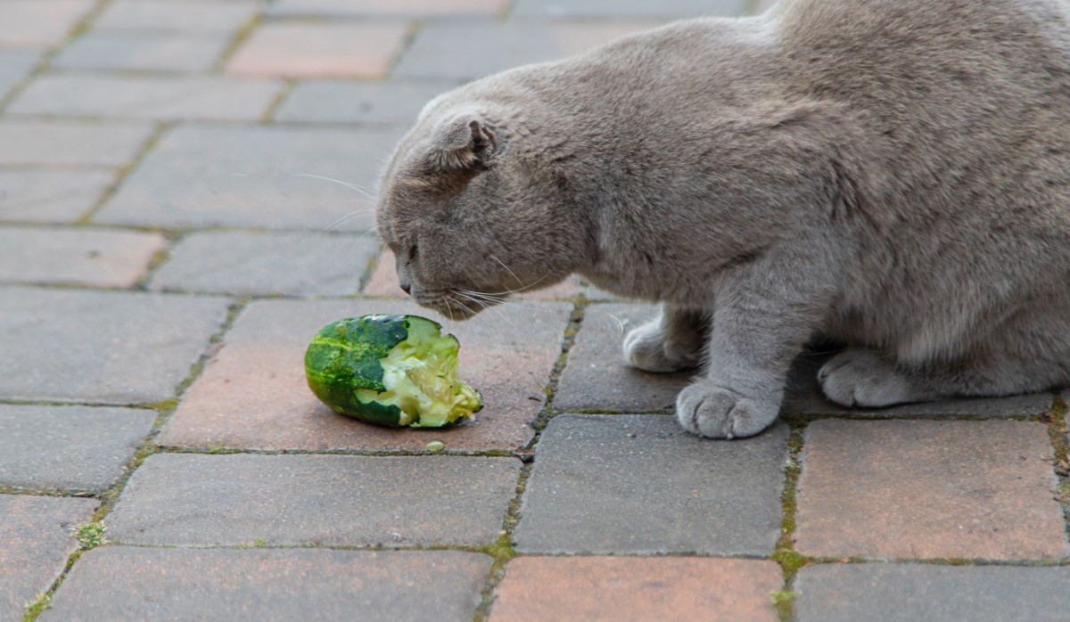 chats terrifiés par les concombres