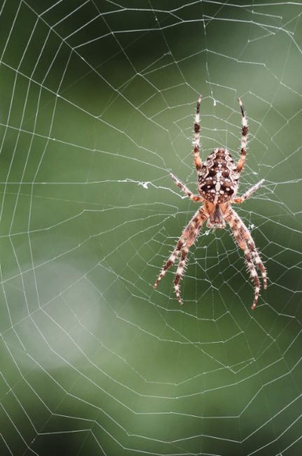 consommer des araignées avant de dormir