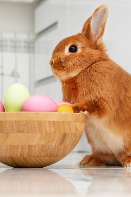 lapin de Pâques