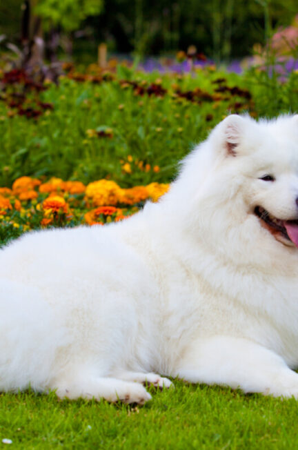 Samoyede