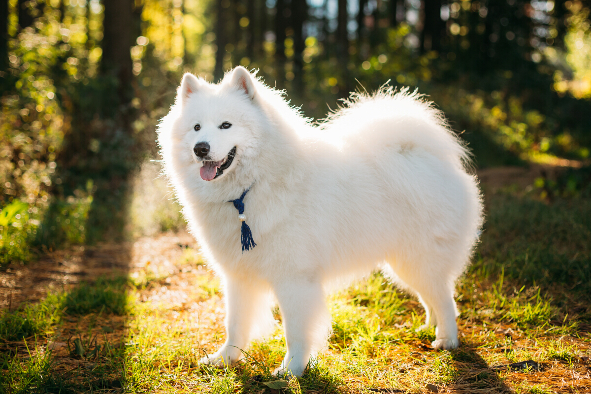 prix Samoyede